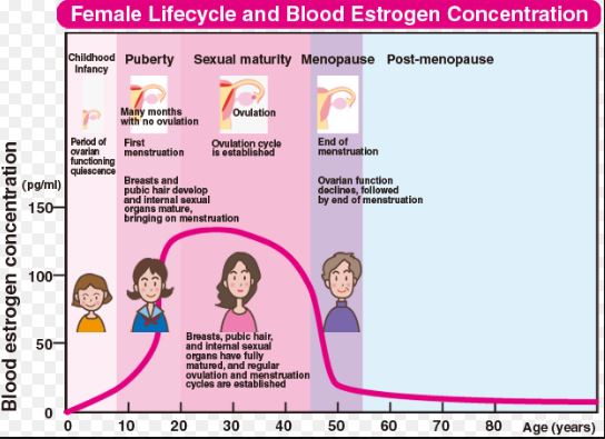 Low Estrogen Caused By Diet