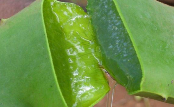 Natural Remedy Ear Infection Tea Tree Oil Natural Remedy Ear Infection Tea Tree Oil