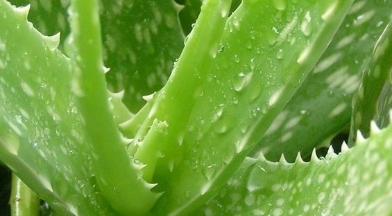 Fresh aloe vera gel can heal sun damage